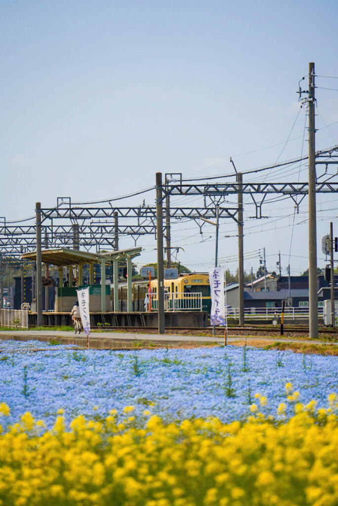 いなべ市大泉駅沿線のコスモス畑 菜の花 ネモフィラ 三重県