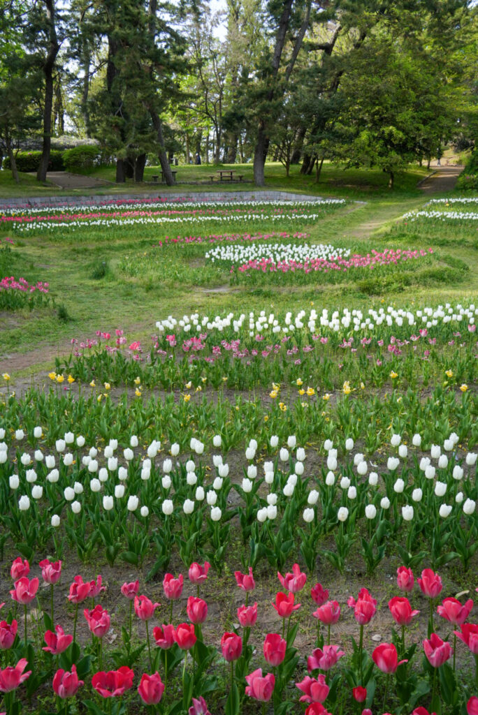 寺尾中央公園 チューリップ 新潟県
