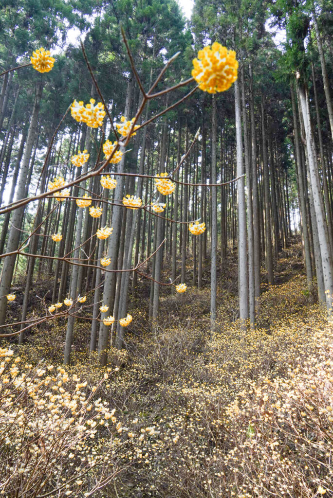 本谷のミツマタ 兵庫県
