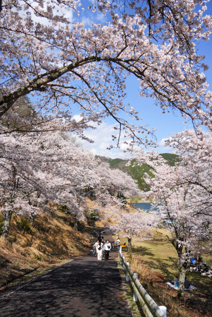 八千代湖 のどごえ公園 桜 広島県