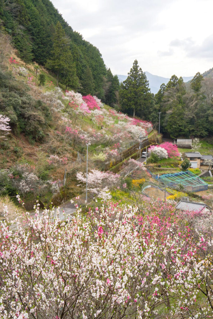 上久喜の花桃 高知県
