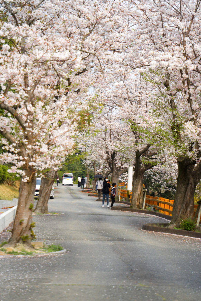 宇美公園 桜 福岡県