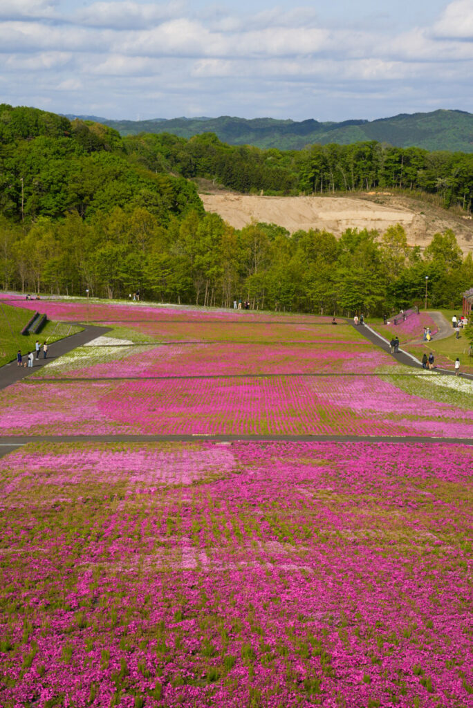市貝町芝ざくら公園 栃木県