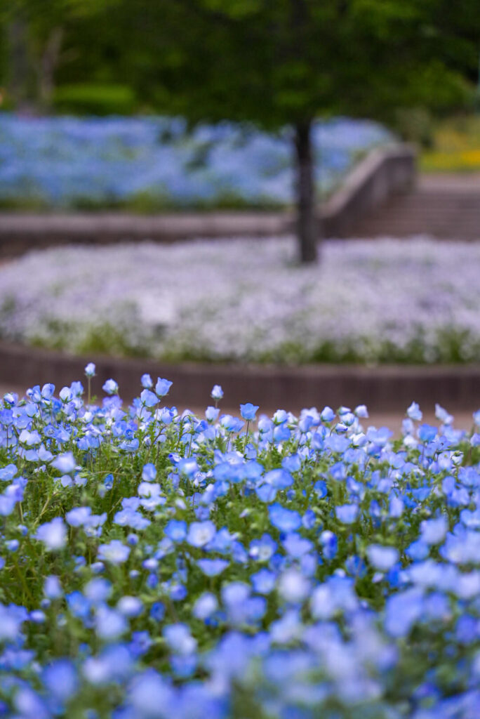 国営武蔵丘陵森林公園 ネモフィラ 埼玉県
