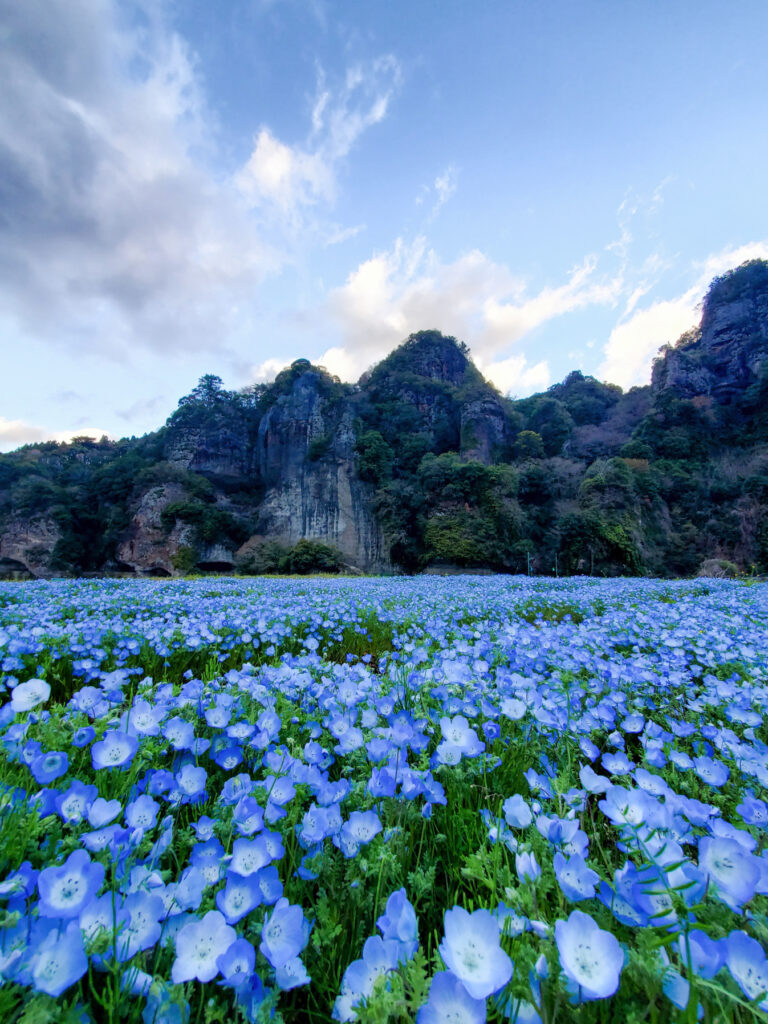 青の洞門 対岸のネモフィラ 大分県