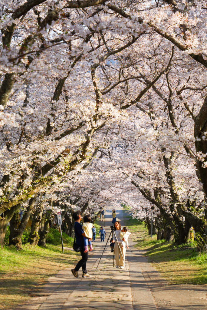 円応寺参道の桜並木 佐賀県