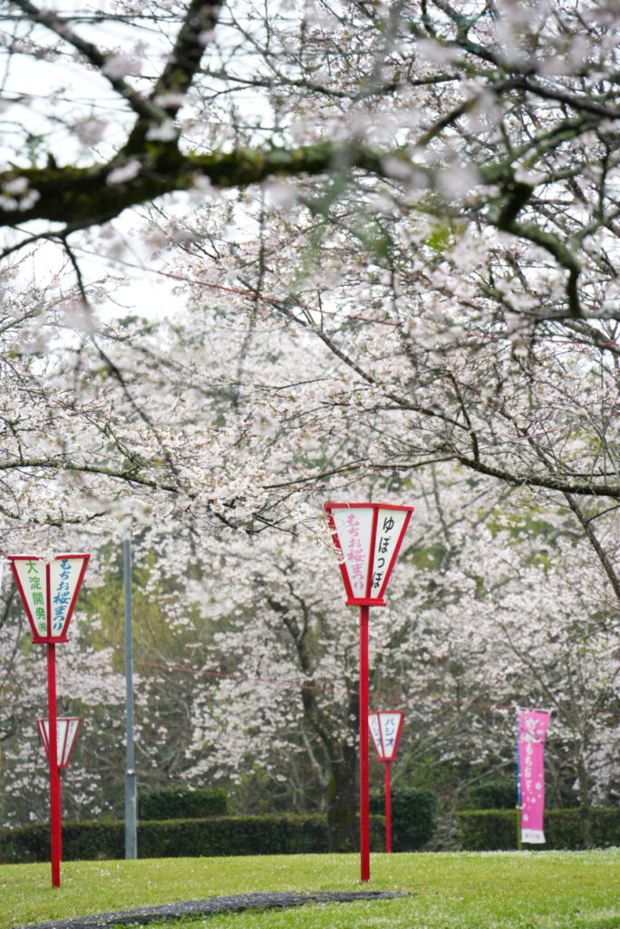 母智丘公園 桜 宮崎県