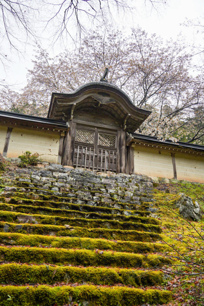 常照皇寺の九重桜 京都府