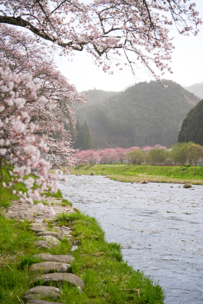 美甘宿場桜 岡山県
