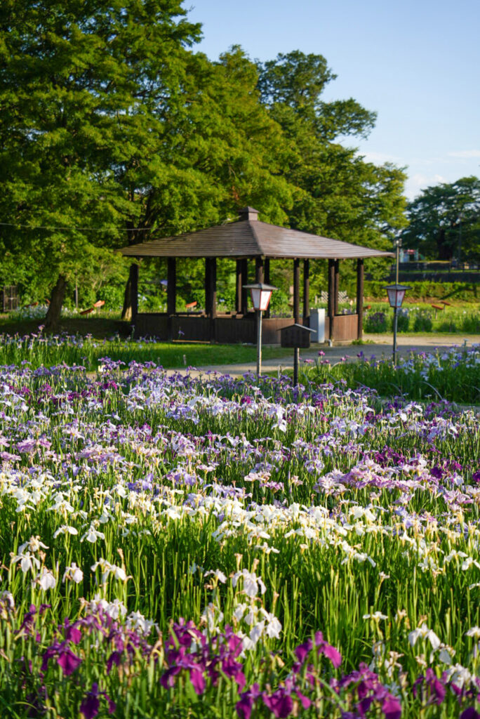 長井あやめ公園 山形県