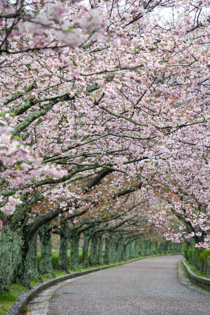 和らぎの道（七谷川桜並木） 京都府