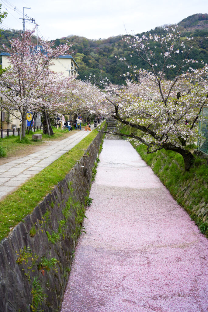 哲学の道 花筏 京都府