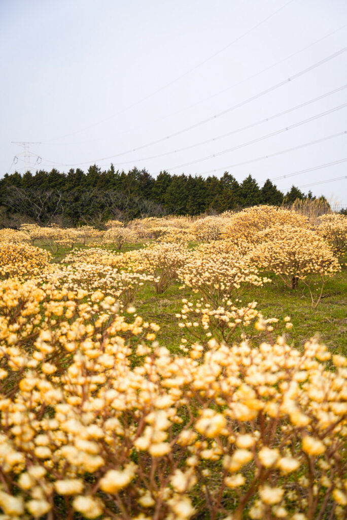 （翠波高原）みつまたの里 愛媛県