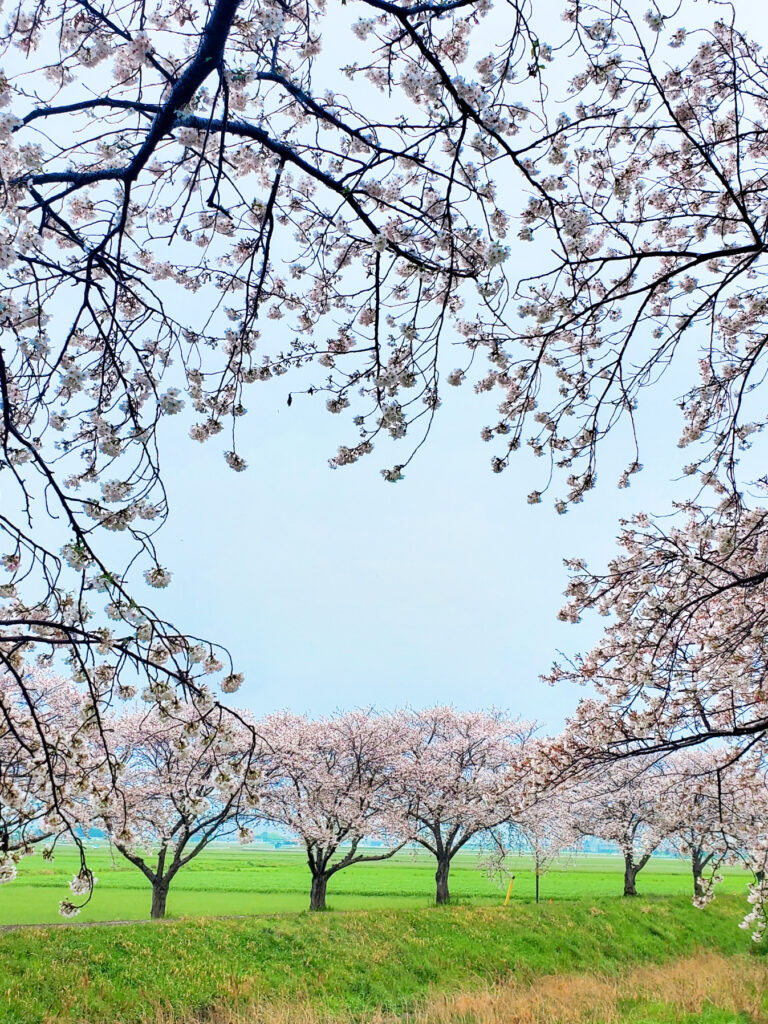 草場川の桜並木 福岡県