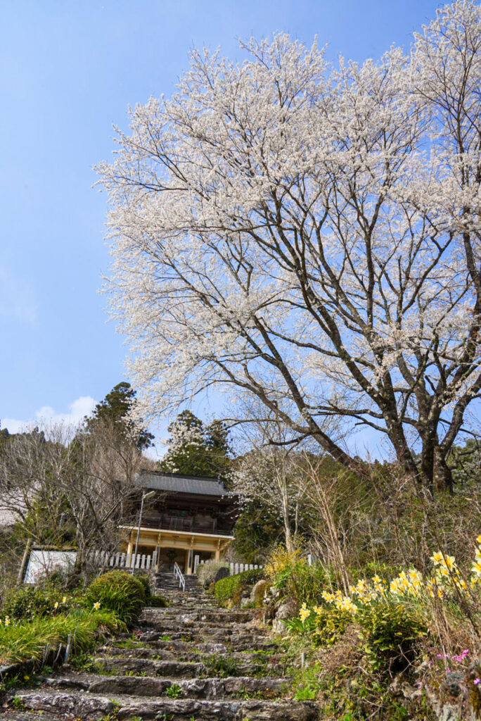 粟生山歓喜院 定福寺 桜 高知県