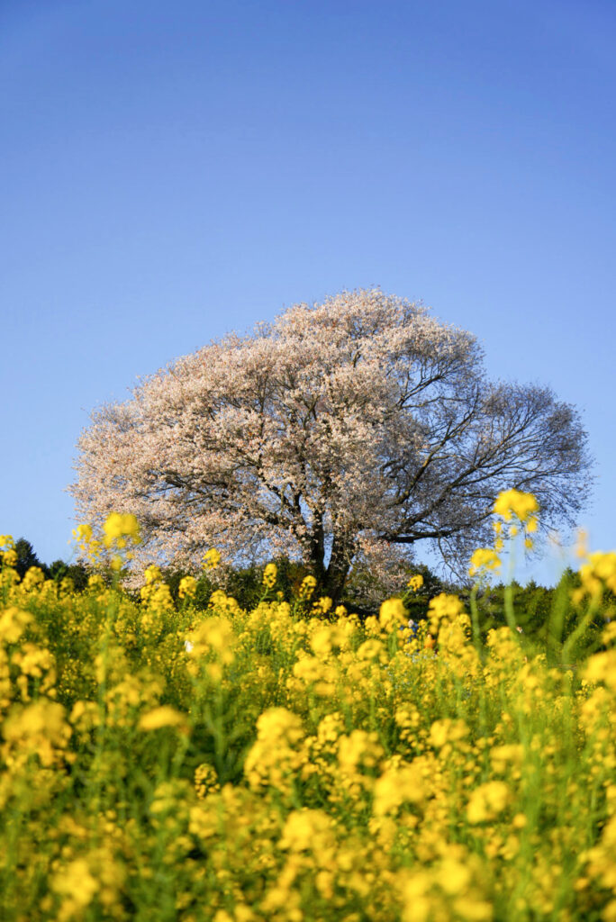 馬場の山桜 菜の花 佐賀県