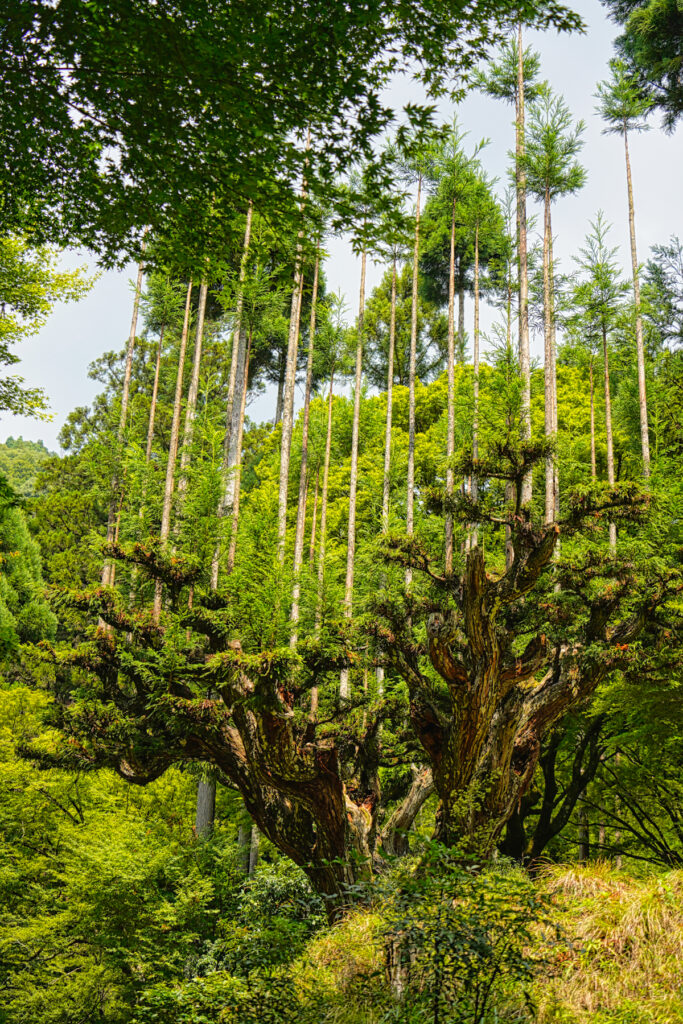 北山大台杉_京都府