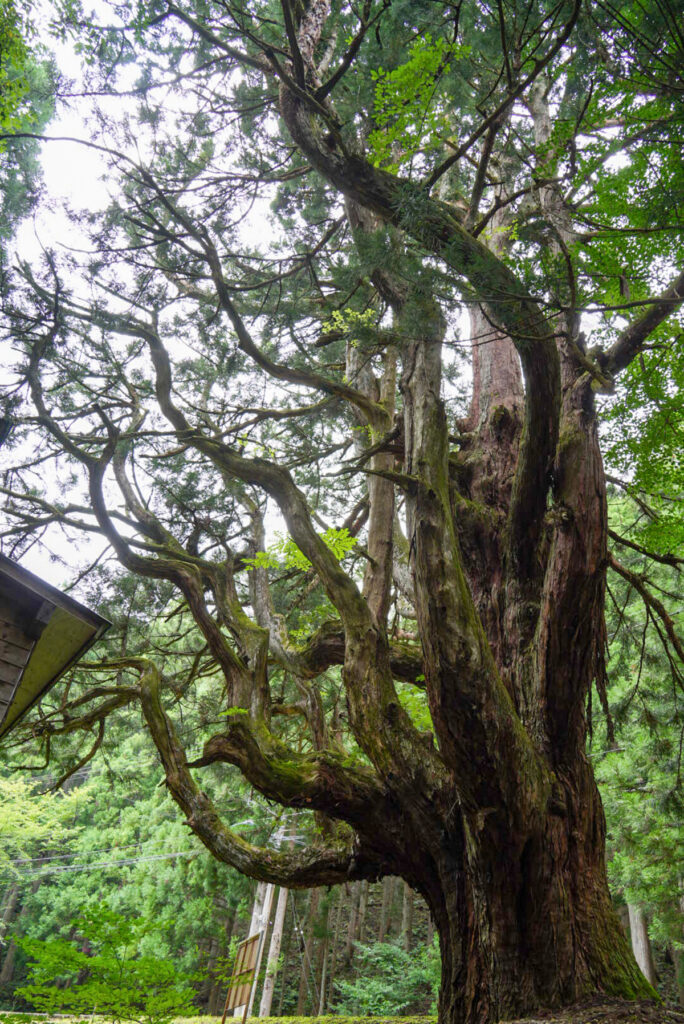 中村の大杉_富山県