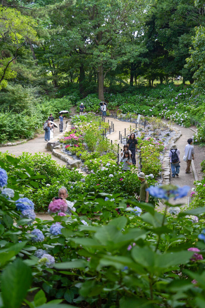 大阪市立長居植物園 アジサイ園 大阪府