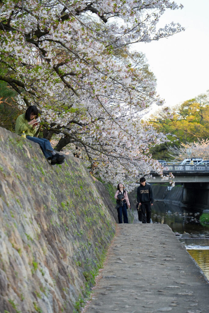 夙川河川敷緑地 桜 兵庫県