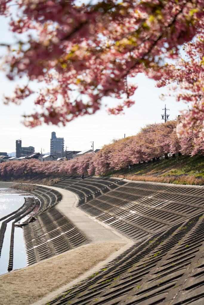 乙川土手の葵桜 愛知県