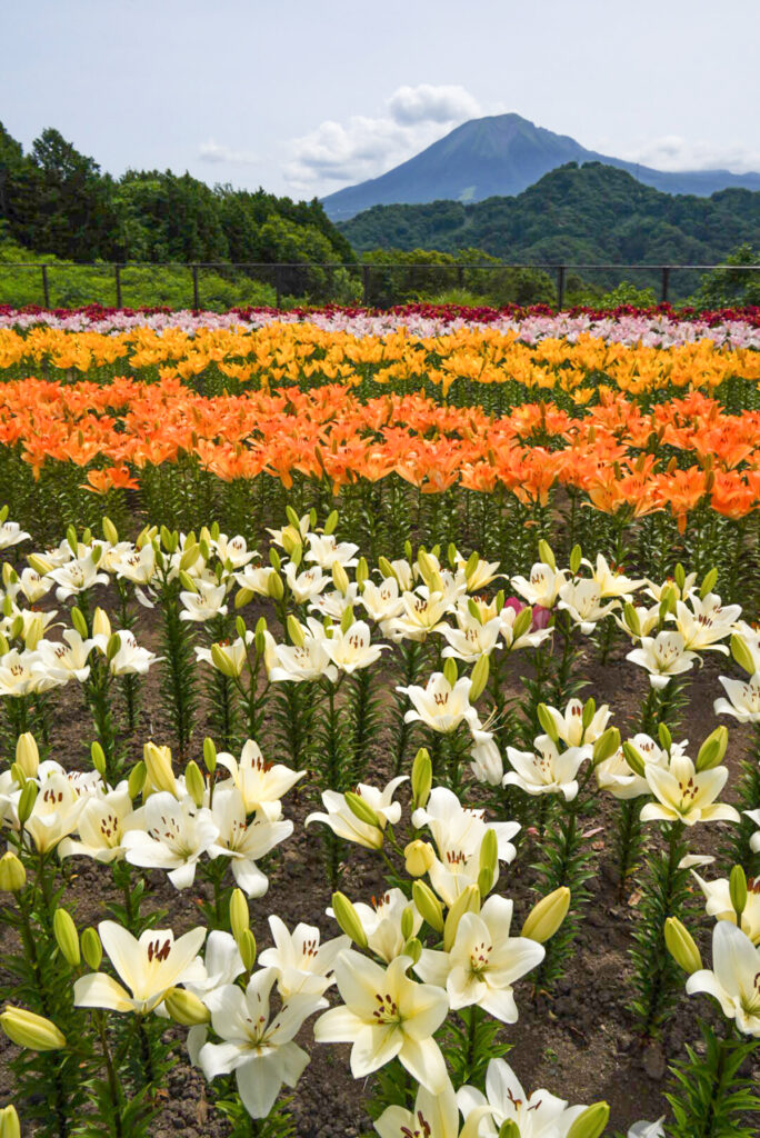 とっとり花回廊 ゆり 鳥取県