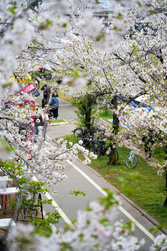 天満橋公園 桜 大阪府