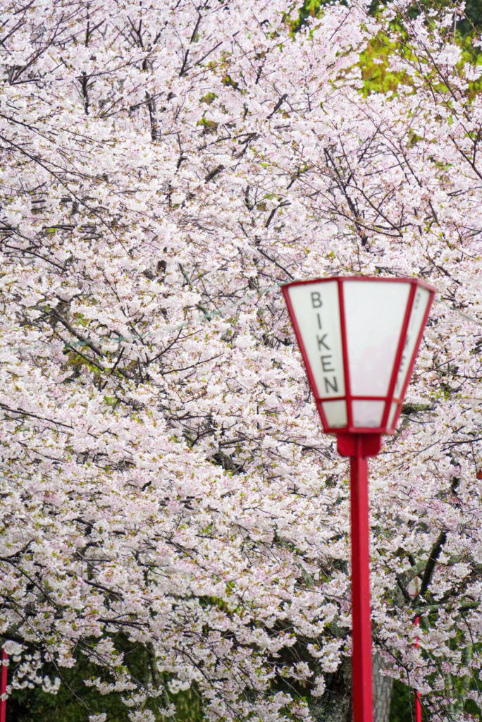 県立琴弾公園 桜 香川県