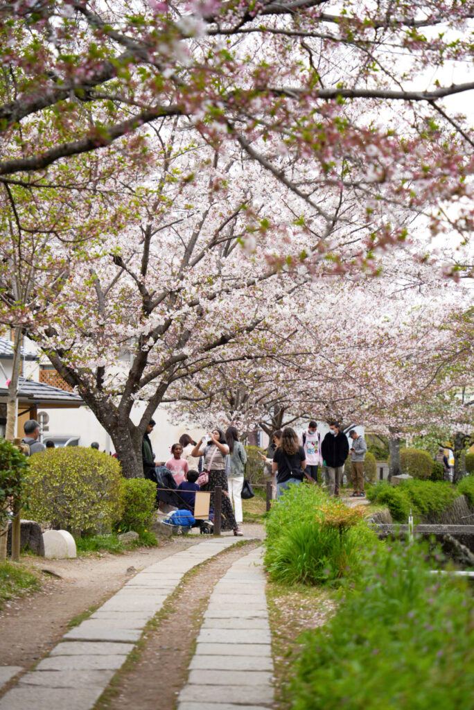 哲学の道 桜 京都府