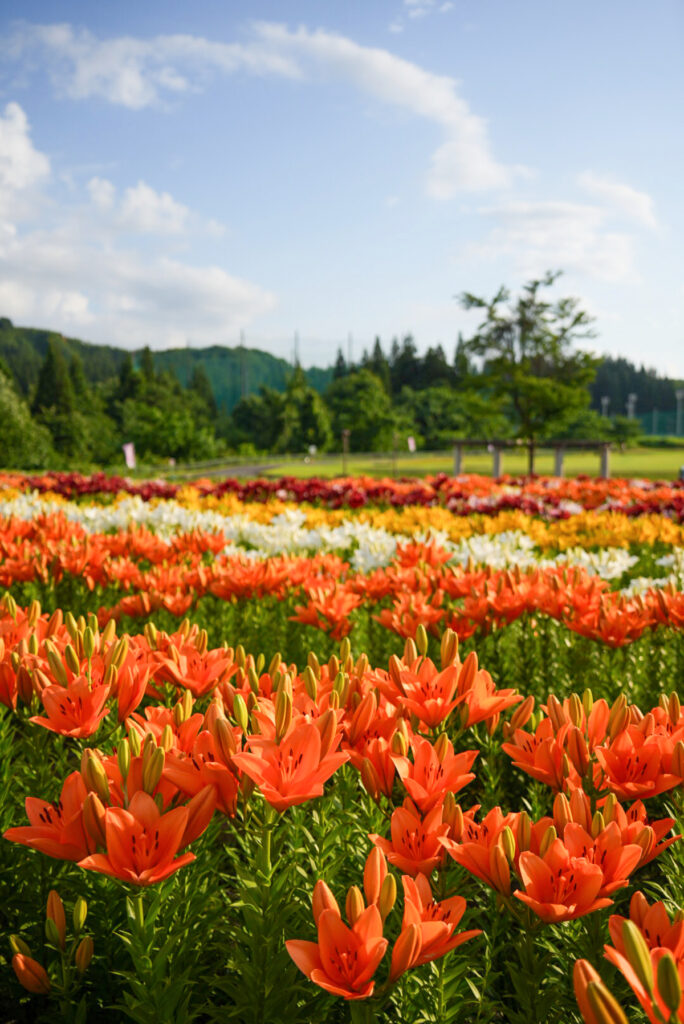 月岡公園 ゆり 新潟県