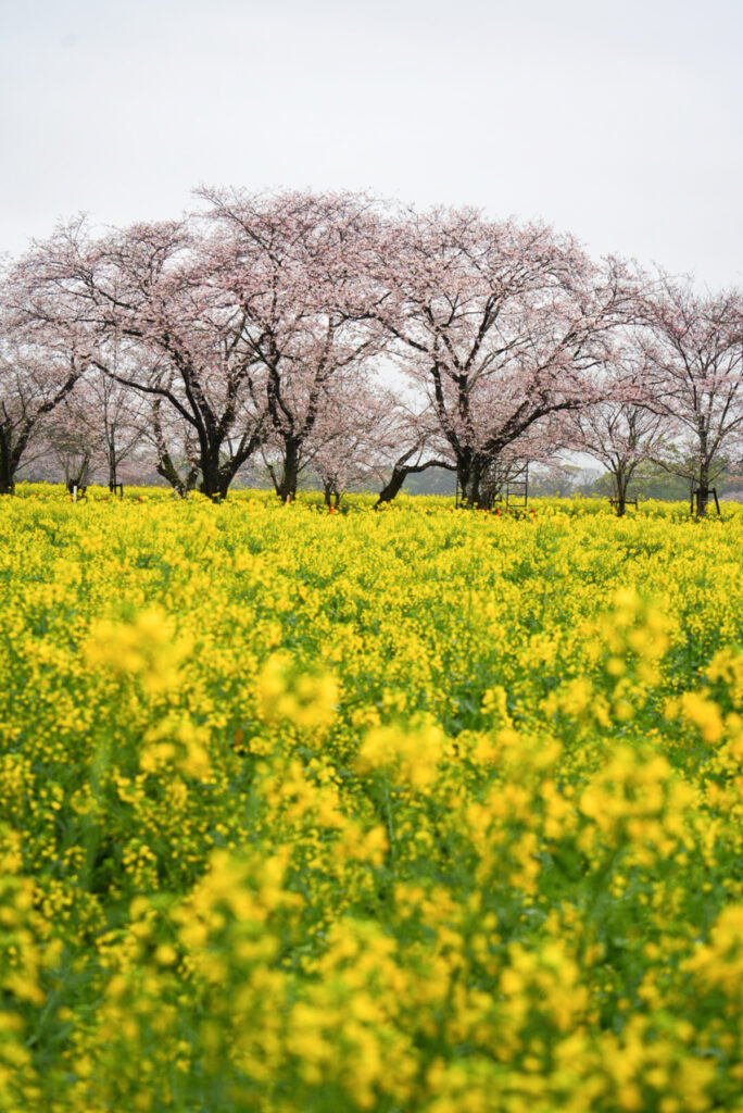 西都原古墳群 桜 菜の花 宮崎県