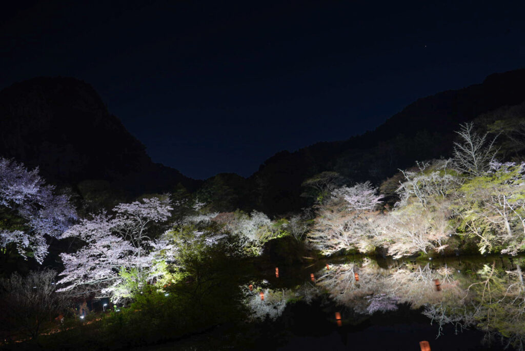 御船山楽園 桜 佐賀県