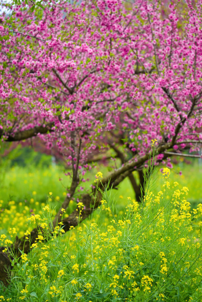 花鳥山展望台 菜の花 花桃 山梨県