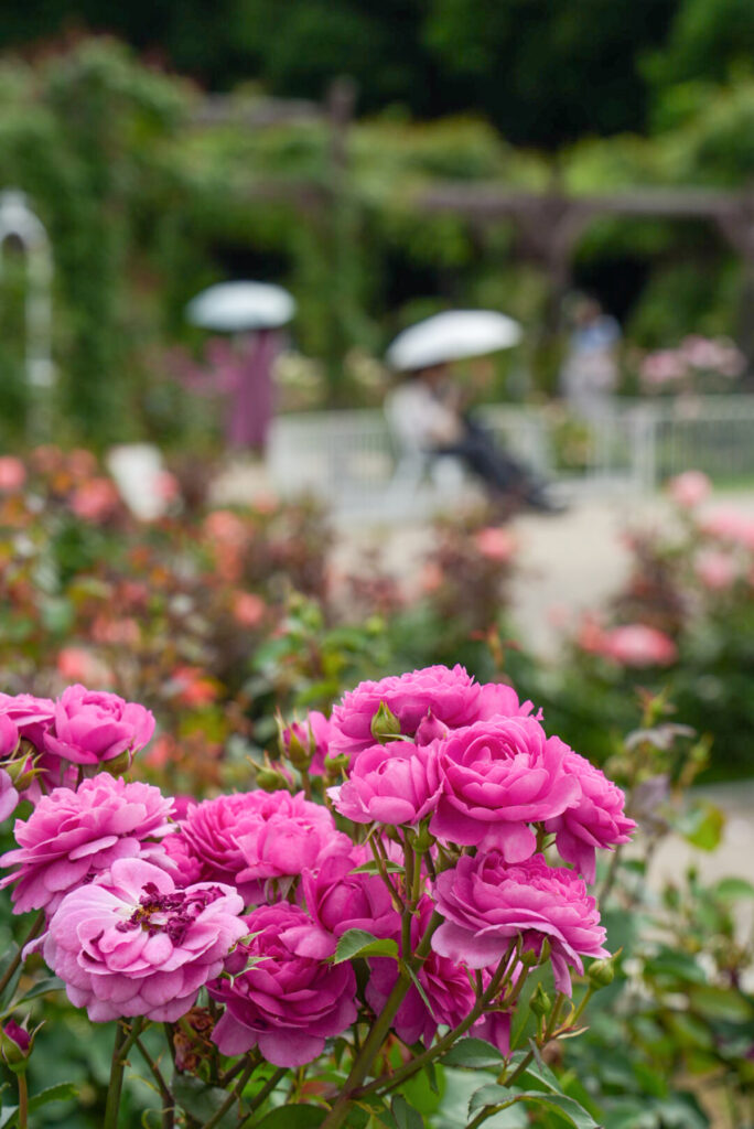 大阪市立長居植物園 バラ園 大阪府