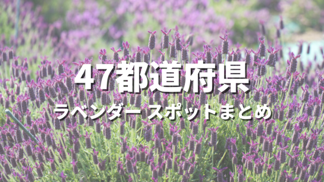 【全国】ラベンダーの絶景スポットおすすめ31選!夏に映える人気観光名所と開花・見頃時期・お出かけ情報まとめ