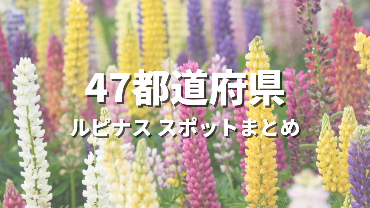 【全国】ルピナス（ノボリフジ）の絶景スポットおすすめ21選！映える人気観光名所と開花・見頃時期・お出かけ情報まとめ