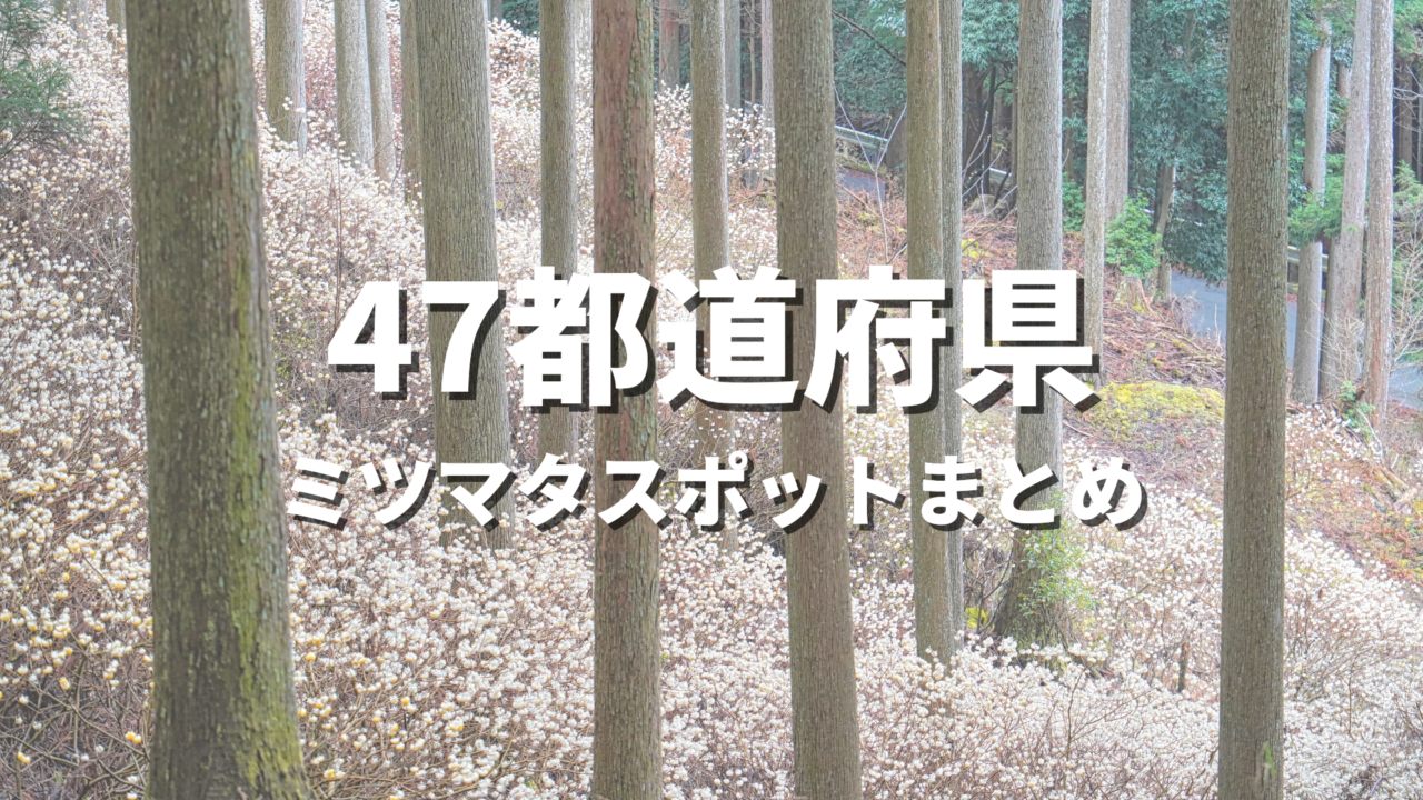 【全国】ミツマタの絶景スポット決定版！春を告げる妖精が映える人気観光名所と開花・見頃時期・お出かけ情報まとめ