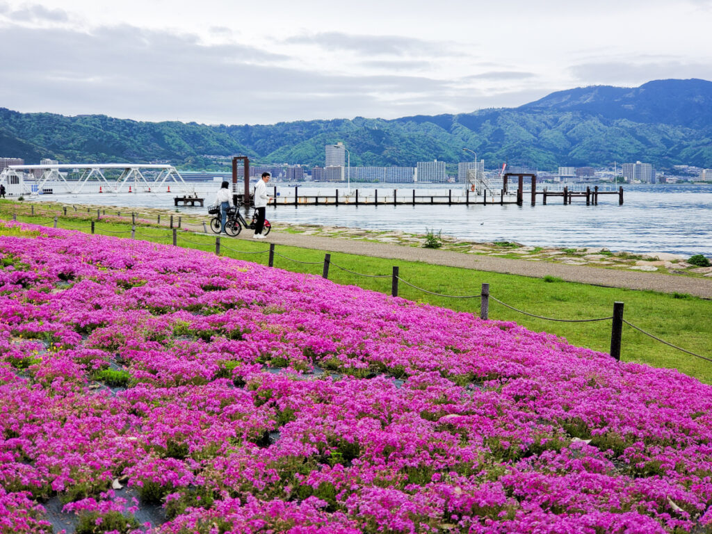 大津湖岸なぎさ公園 シバザクラ花壇 滋賀県