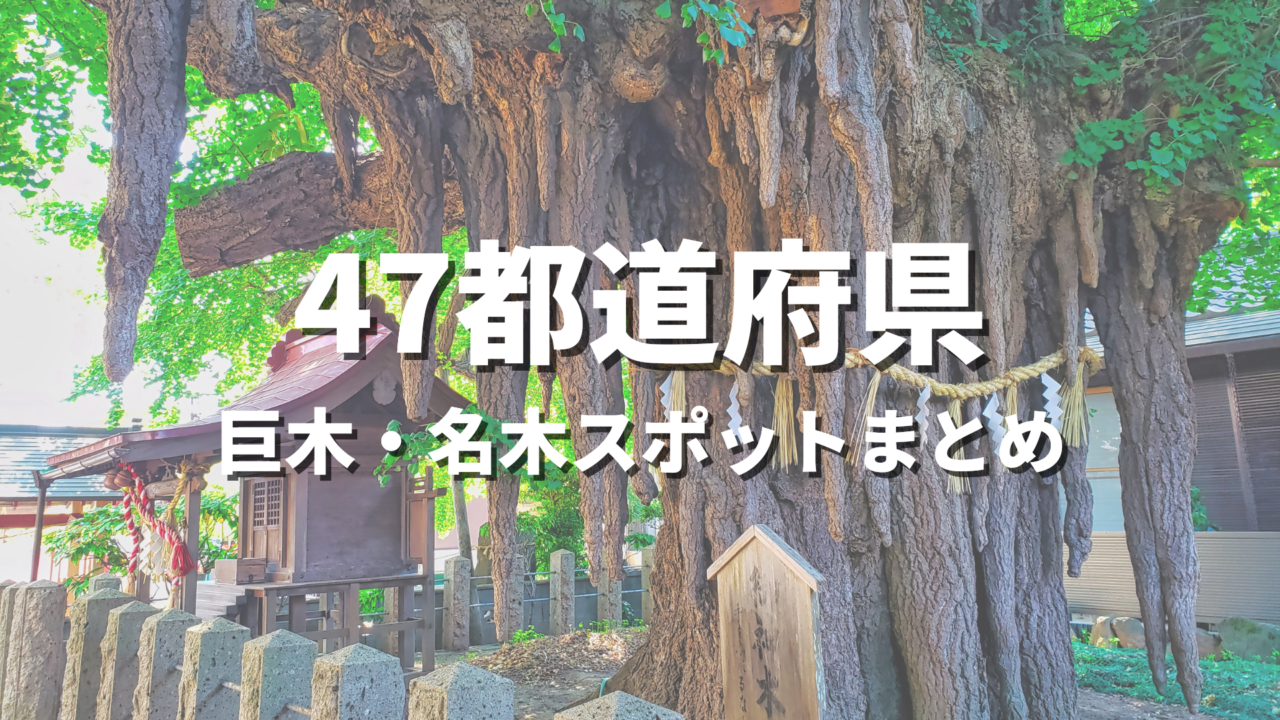 【全国】巨木・名木の絶景スポット決定版！生命力あふれる老樹や老木が映えるおすすめ観光・お出かけ名所まとめ