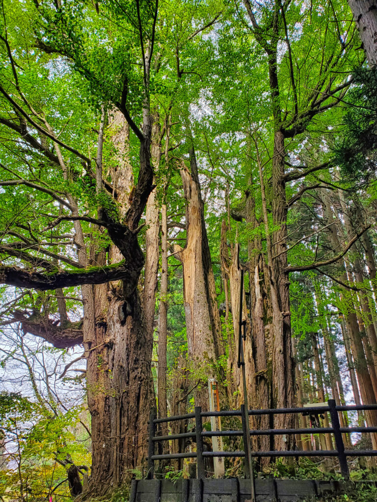 銀杏山神社 連理のイチョウ 秋田県