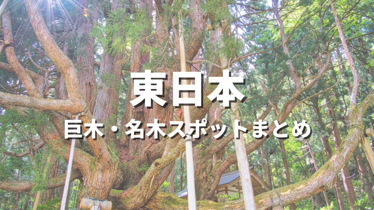 【東日本】巨木・名木の絶景スポット決定版!圧倒的な老樹や老木が映えるおすすめ観光名所まとめ