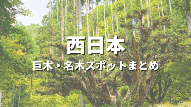 【西日本】巨木・名木の絶景スポット決定版！圧倒的な老樹や老木が映えるおすすめ観光名所まとめ